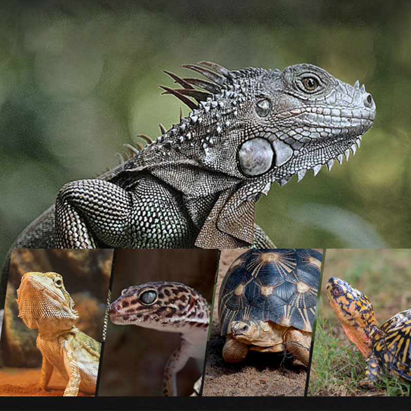 Reptile Heat Lamp 100V/220V In - Gecko Lighting & Decor review and price